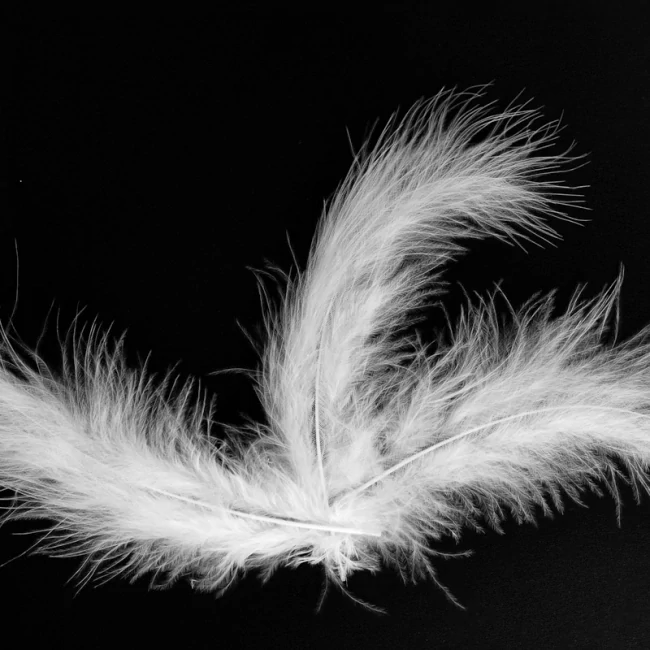 Perie biele